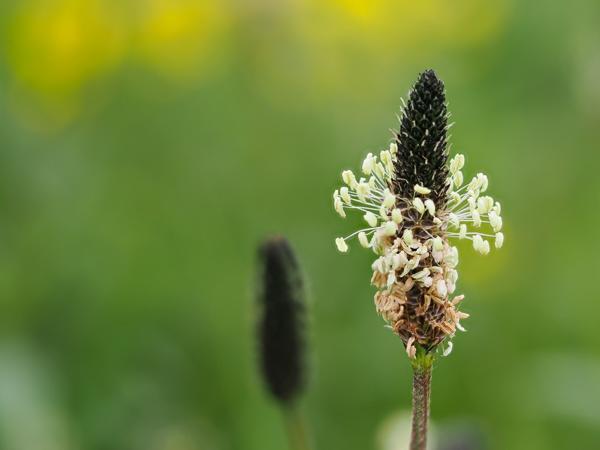 Smalle weegbree (Plantago lanceolata)